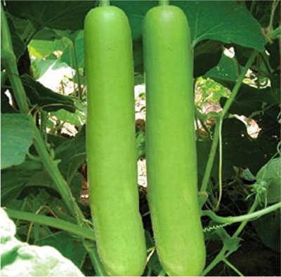 HY. BOTTLE GOURD LUCKY